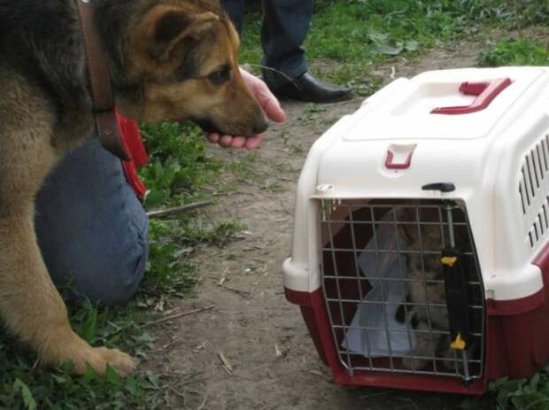 В Новосибирске бездомная собака взяла под опеку семерых котят бездомная собака, опека котят