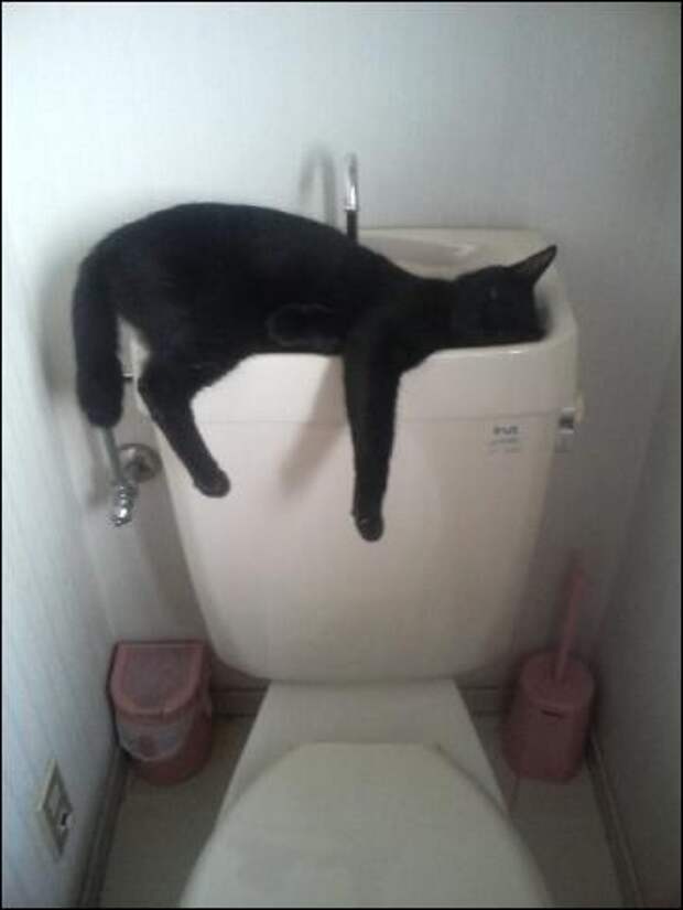 Приколы