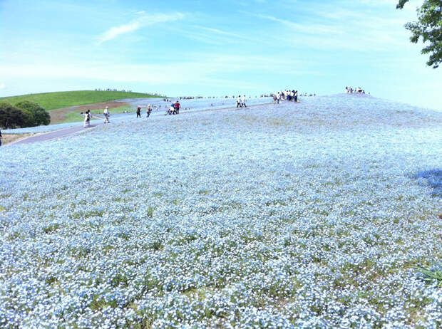 NewPix.ru - «Hitachi Seaside Park» сад цветов в Японии
