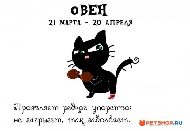 Котячий гороскоп (12 фото) Котячий гороскоп (12 фото)