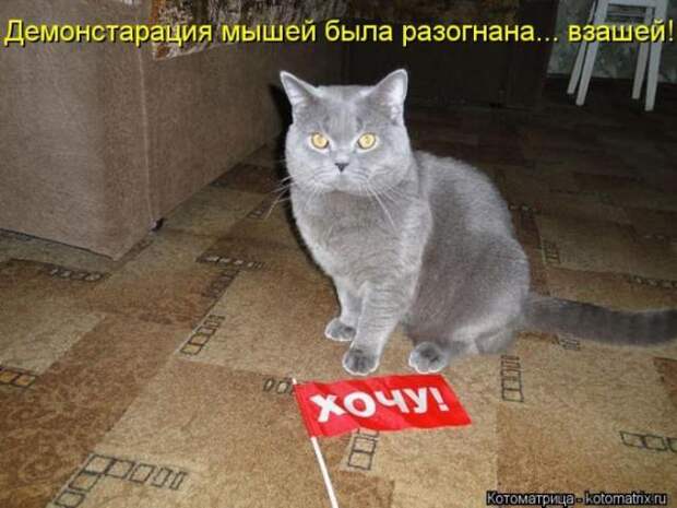 котоматрицы (50 фото)