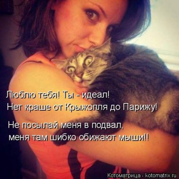 Свежая котоматрица на Бугаге (27 фото)