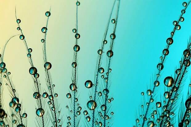 Sharon_Johnstone_macro_2 (700x466, 87Kb)