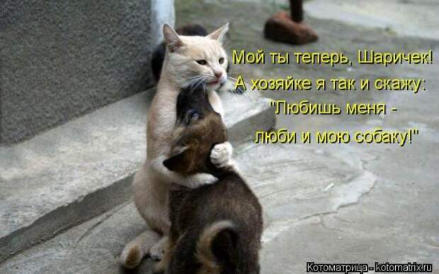 Котоматрицы (картинки с надписями)