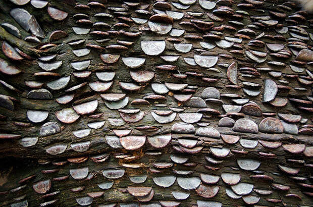 Денежные деревья деревья, история, монеты