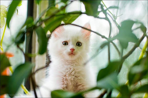 Котята и коты (27 фото)