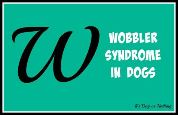 When it comes to giant breed health and nutrition, there's a lot that goes into raising a happy, healthy dog. We're going from A to Z talking about giant breed specific needs! Today, it's all about Wobbler Syndrome in dogs.