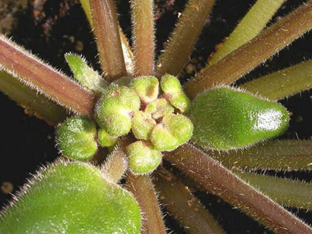 Растение поражено цикламеновыми клещами