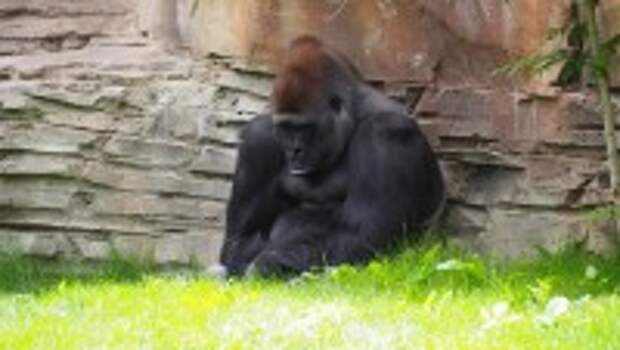 gorilla-1416459_640 Here’s How a Few Small Changes Can Teach You to Better Deal With Disappointments