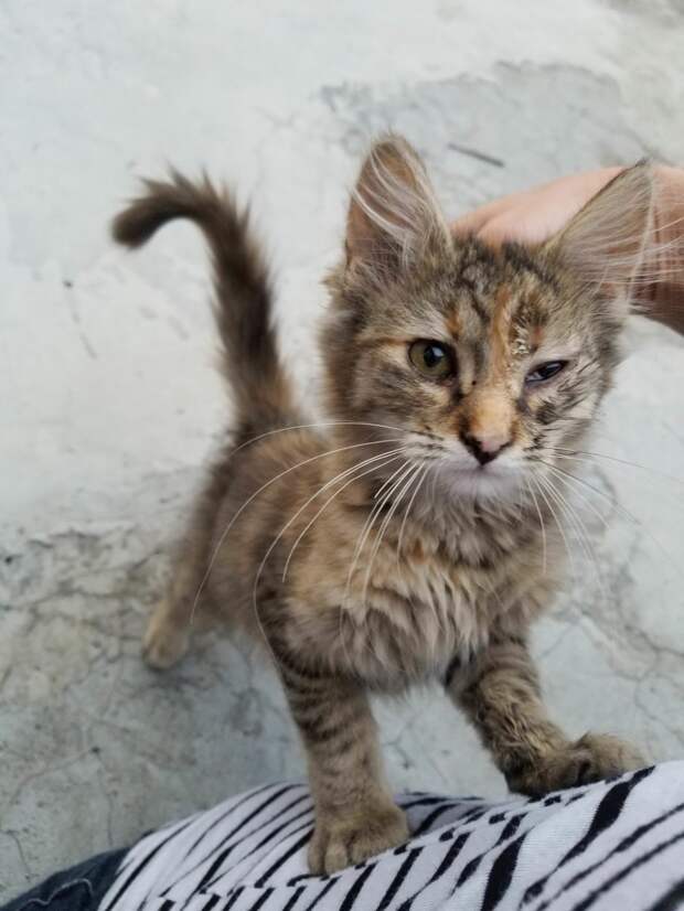 Сложная судьба маленькой кошечки!