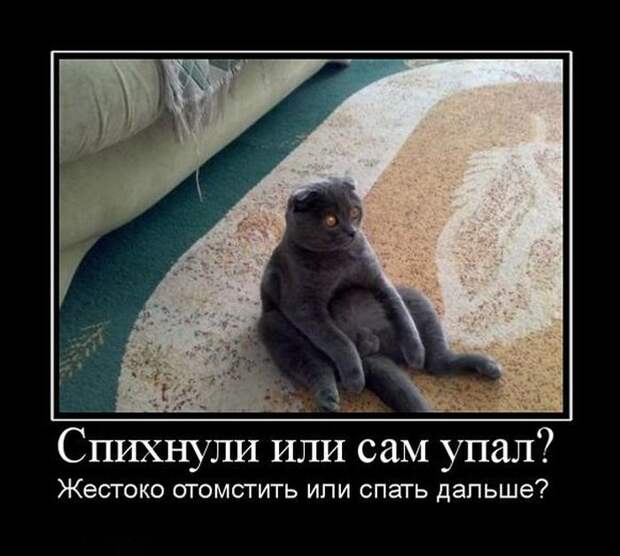 Спихнули или сам упал? Жестоко отомстить или спать дальше? демотиватор, юмор