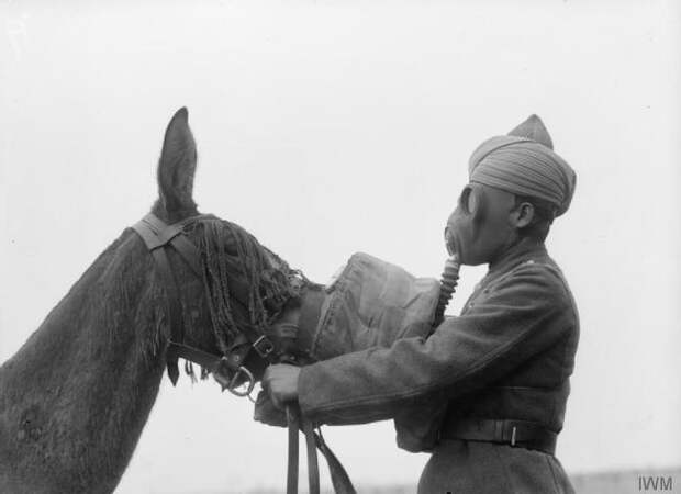 1945.-Gas-mask-being-fitted-to-a-mule-by-a-Sikh-soldier-of-the-British-Indian-Army.-c.-1939-1945