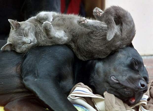 25-Gatos-aprovechandose-de-sus-amigos-peludos-07