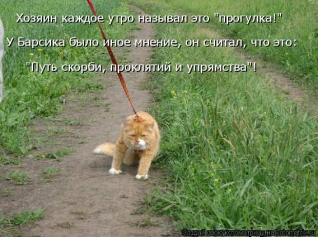 Новая котоматрица на Бугаге (39 фото)