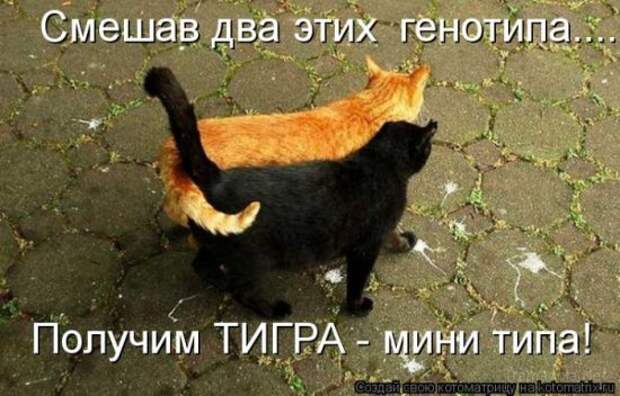 Котоматрица 18