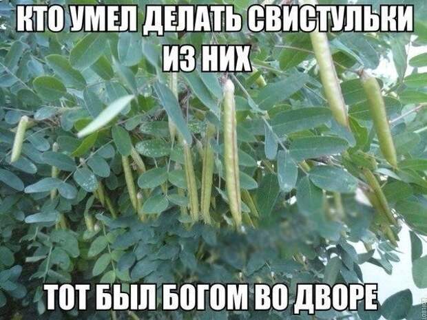 Смешные картинки с подписями катинки, прикол, юмор