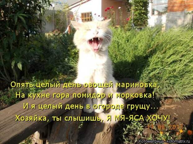Лучшие котоматрицы недели