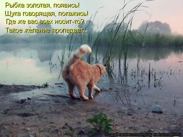 Лучшие котоматрицы недели