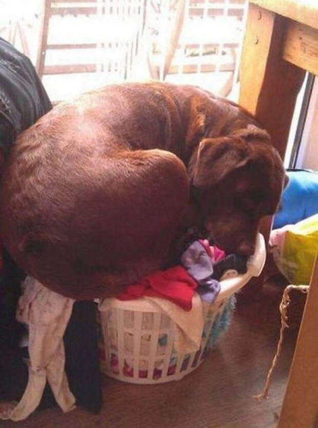 собаки сидят где хотят 