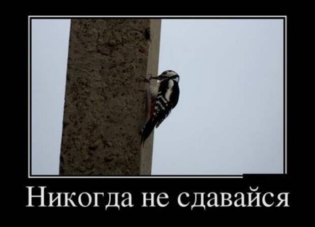 Демотиваторы. Смеемся вместе!