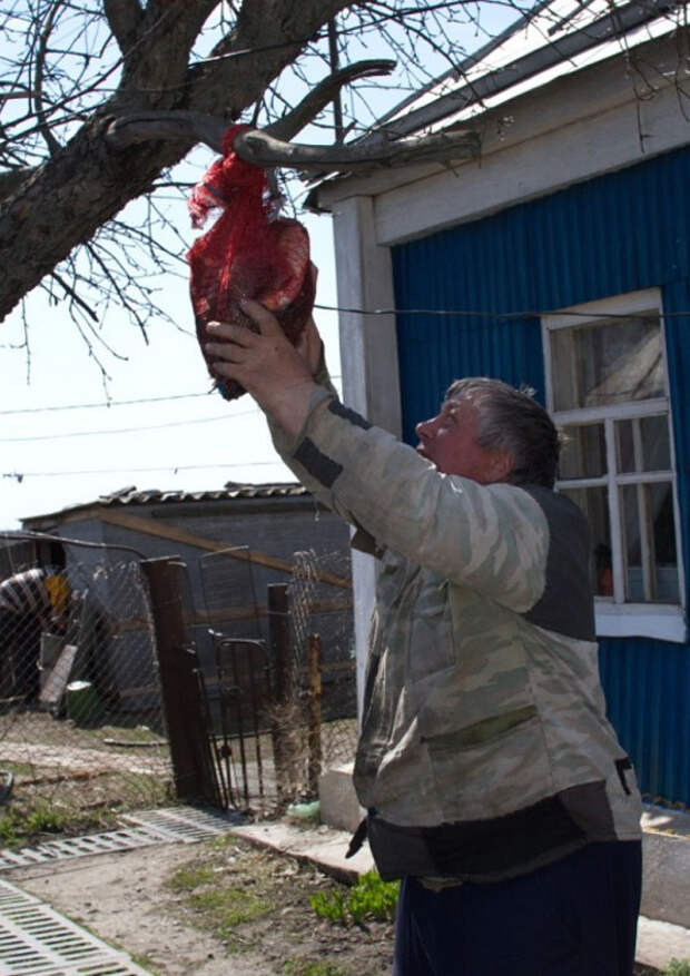 Повесил тесть рыбу подсушить на ветру вкусняшка, коты, операция, рыба