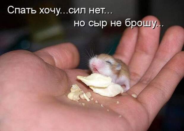Котоматрица 12