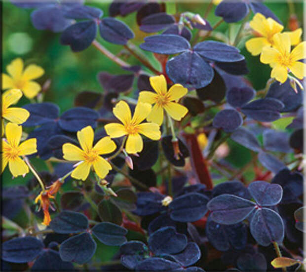 Кислица вулканическая (Oxalis vulcanicola)