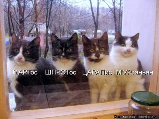 Отличная коллекция котоматриц (25 шт)