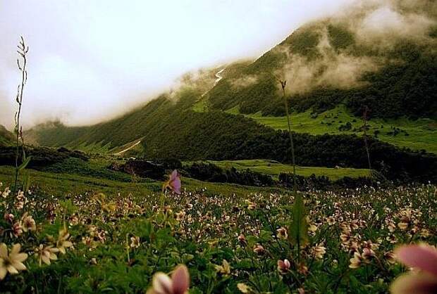 долина цветов valley of flowers
