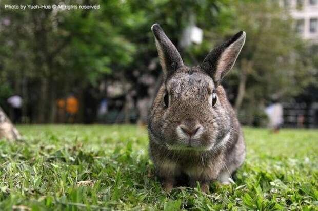 Кролики (40 фото)