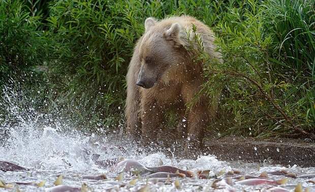 A bear with hoards of spawning sockeye/n South Kamchatka Sanctuary<><>South Kamchatka Sanctuary; sockeye; Kamchatka; bear; Kuril Lake; salmon