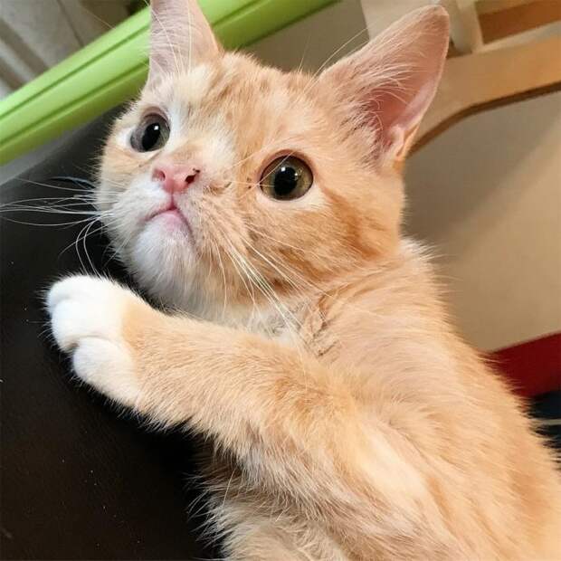 http://top-funnyy.ru/wp-content/uploads/2018/05/original-6-43.jpg