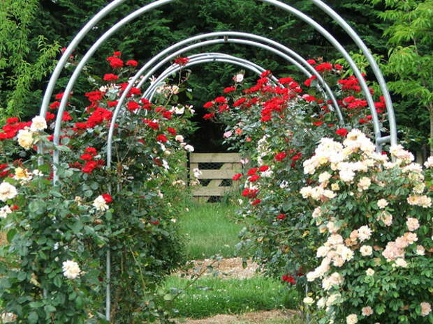 4497432_rosesingardeninspiration23 (600x450, 149Kb)