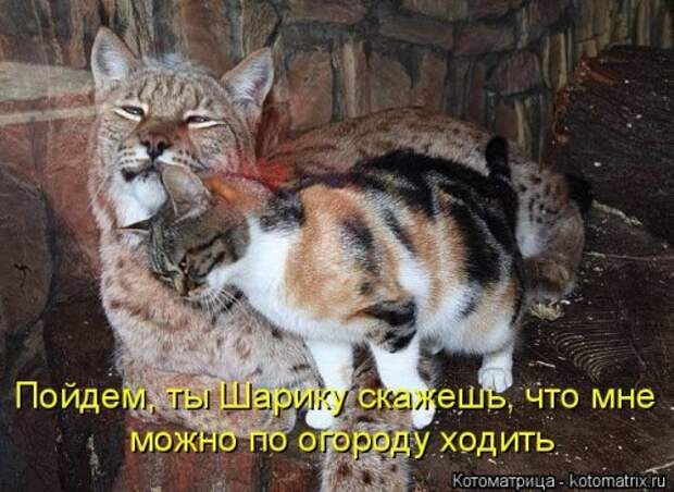 Новая котоматрица на Бугаге (30 фото)