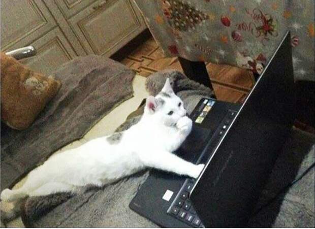 Почему дома нужен котик домашние животные, коты, кошки, содержание