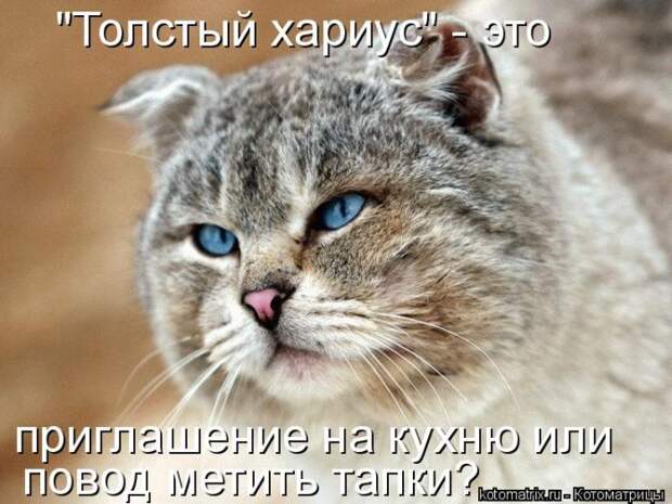 Лучшие котоматрицы недели (50 фото)