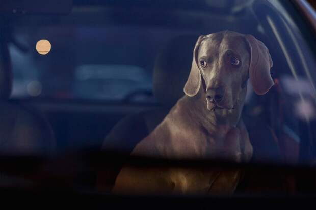 Я остался один: о страхе собак в машинах