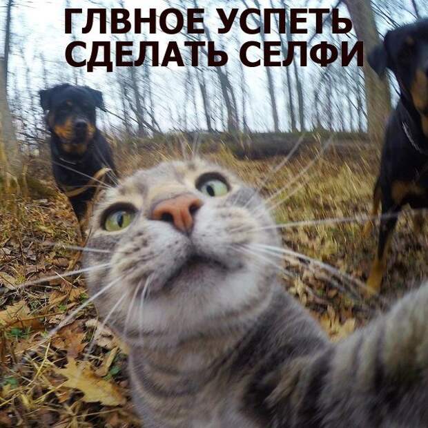 Смешные фото приколы с котами