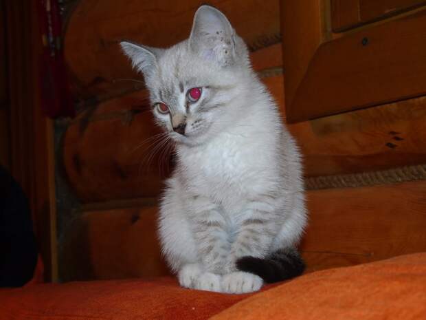 5.  животные, коты