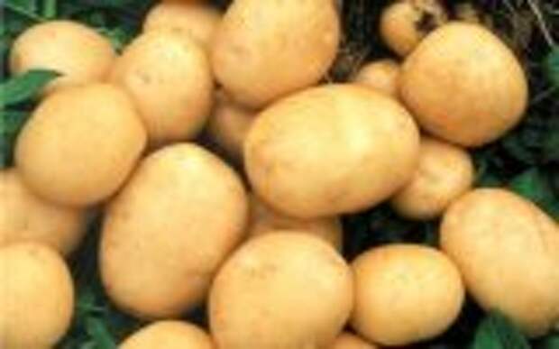 Головную боль вылечит картофель