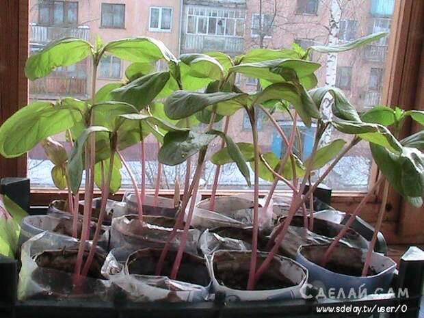 Выращивание клещевины: посадка и уход