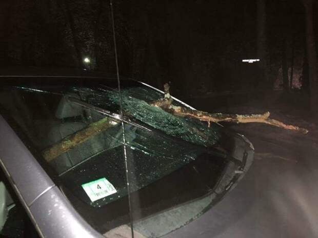 В городе Литлтон, США, внезапно упавшая ветка пробила лобовое стекло автомобиля авто, в мире, дорога, за рулем, опасно, подборка, прилетело