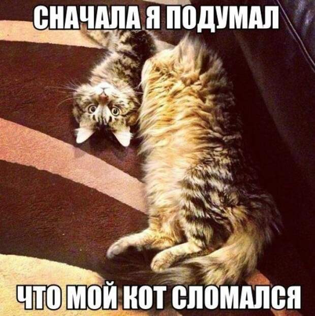 Приколы, смешные, картинки, прикольные,юмор