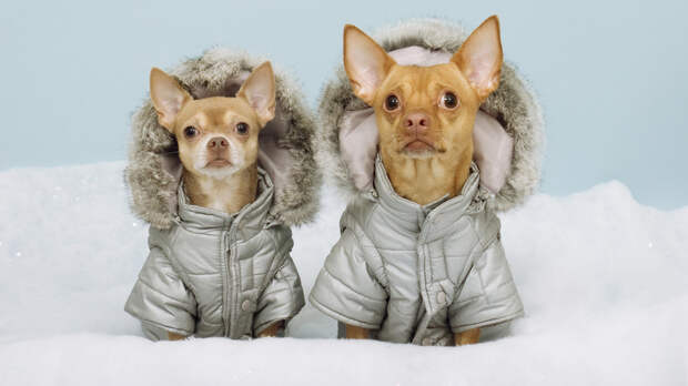 Ветврач Руденко: зимняя одежда нужна собакам с редкой шерстью