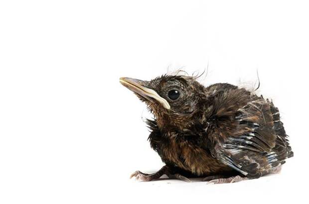 Проект 'Baby birds' Гэвина Парсонс