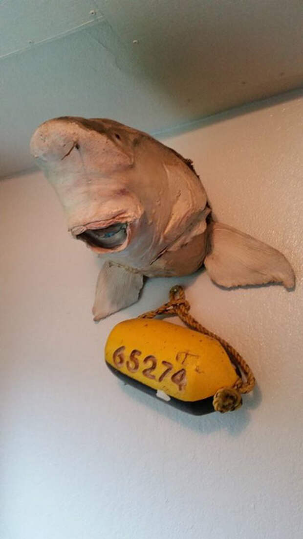 Эта акула, кажется, испортилась.
