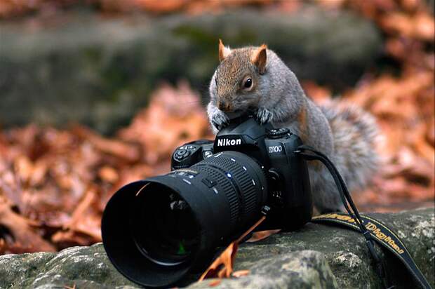 Любопытные животные и фотоаппарат животные, природа, фотоаппарат