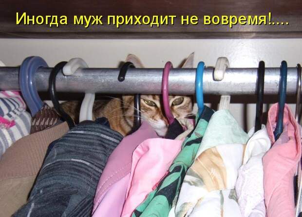 Котоматрица (81 фото)