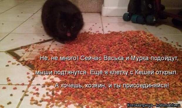 Новая котоматрица на Бугаге (33 фото)