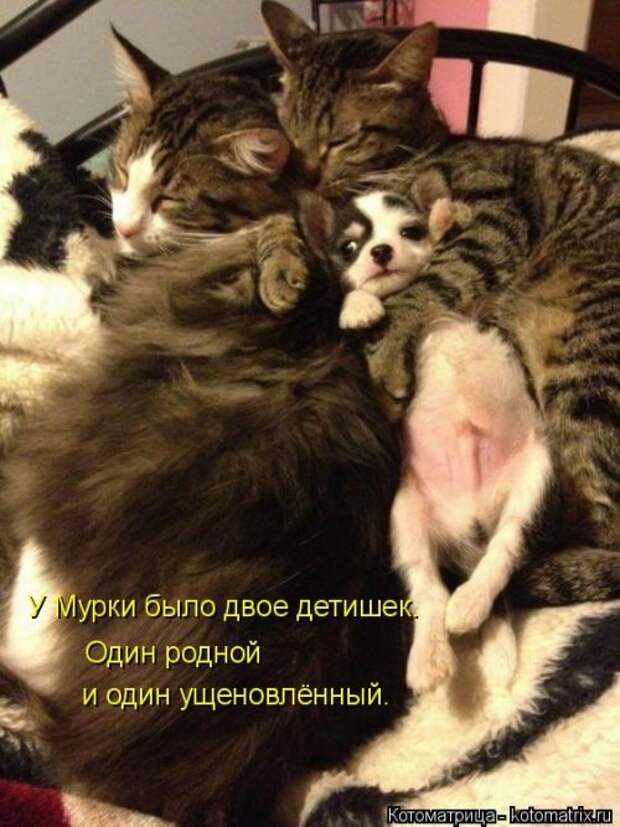 Новая котоматрица на Бугаге (30 фото)